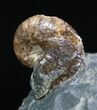 Beautiful Multi-Ammonite Display - South Dakota #2062-4